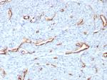 CD31/PECAM-1 (Endothelial Cell Marker) Antibody in Immunohistochemistry (Paraffin) (IHC (P))