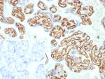 CD31/PECAM-1 (Endothelial Cell Marker) Antibody in Immunohistochemistry (Paraffin) (IHC (P))