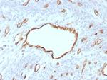 CD31/PECAM-1 (Endothelial Cell Marker) Antibody in Immunohistochemistry (Paraffin) (IHC (P))