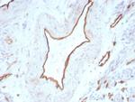 CD31/PECAM-1 (Endothelial Cell Marker) Recombinant Rabbit Monoclonal Antibody (C31/8831R)