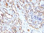 CD31/PECAM-1 (Endothelial Cell Marker) Antibody in Immunohistochemistry (Paraffin) (IHC (P))
