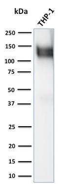 CD31/PECAM-1 (Endothelial Cell Marker) Antibody in Western Blot (WB)
