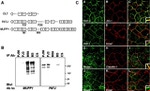 Claudin 1 Antibody in Immunocytochemistry (ICC/IF)