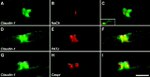 Claudin 1 Antibody in Immunocytochemistry (ICC/IF)
