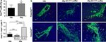 Claudin 1 Antibody in Immunohistochemistry (IHC)