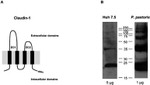 Claudin 1 Antibody in Western Blot (WB)