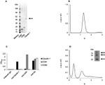 Claudin 1 Antibody in Western Blot (WB)
