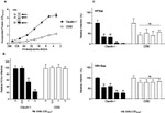 Claudin 1 Antibody in Western Blot (WB)