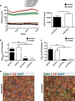 Claudin 1 Antibody in Immunocytochemistry (ICC/IF)
