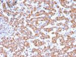 Prohibitin (Mitochondrial Marker) Antibody in Immunohistochemistry (Paraffin) (IHC (P))