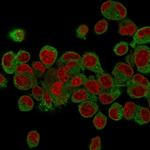 Prohibitin (Mitochondrial Marker) Antibody in Immunocytochemistry (ICC/IF)
