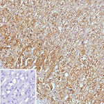 SERPINB5/Maspin (Tumor Suppressor & Epithelial Biomarker) Antibody in Immunohistochemistry (Paraffin) (IHC (P))