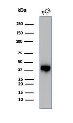 SERPINB5/Maspin Antibody in Western Blot (WB)