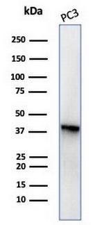 SERPINB5/Maspin Antibody in Western Blot (WB)