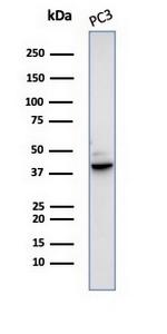 SERPINB5/Maspin Antibody in Western Blot (WB)