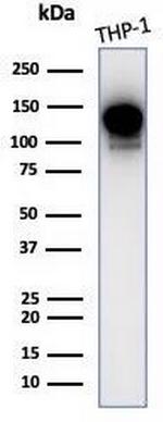 PIK3CD Antibody in Western Blot (WB)