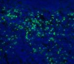 CD11b Monoclonal Antibody (M1/70), Alexa Fluor™ 488, eBioscience™