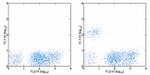 CD19 Monoclonal Antibody (HIB19), Alexa Fluor™ 488, eBioscience™