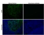 CD45 Monoclonal Antibody (30-F11), Alexa Fluor™ 488, eBioscience™