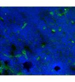 CD141 Monoclonal Antibody (LS17-9), Alexa Fluor™ 488, eBioscience™
