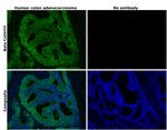 beta Catenin Monoclonal Antibody (15B8), Alexa Fluor™ 488, eBioscience™