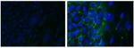 CD321 (F11R) Monoclonal Antibody (CSTEM27), Alexa Fluor™ 488, eBioscience™