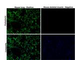 Podoplanin Monoclonal Antibody (eBio8.1.1 (8.1.1)), Alexa Fluor™ 488, eBioscience™