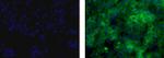 Trop2 (EGP-1) Monoclonal Antibody (MR54), Alexa Fluor™ 488, eBioscience™