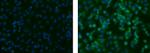 Neural/Glial Antigen 2 (NG2) Monoclonal Antibody (9.2.27), Alexa Fluor™ 488, eBioscience™