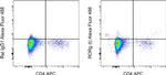 ROR gamma (t) Monoclonal Antibody (B2D), Alexa Fluor™ 488, eBioscience™