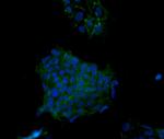 Desmoglein 2 Monoclonal Antibody (CSTEM28), Alexa Fluor™ 488, eBioscience™