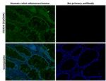 CD326 (EpCAM) Monoclonal Antibody (1B7), Alexa Fluor™ 488, eBioscience™