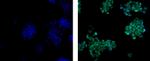 SOX9 Monoclonal Antibody (GMPR9), Alexa Fluor™ 488, eBioscience™