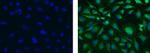 COX4 Antibody in Immunocytochemistry (ICC/IF)