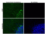 GFAP Antibody in Immunohistochemistry (Paraffin) (IHC (P))