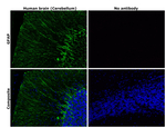 GFAP Antibody in Immunohistochemistry (Paraffin) (IHC (P))