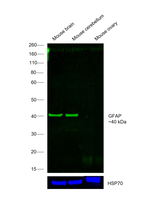 GFAP Antibody in Western Blot (WB)