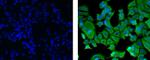 Cytokeratin 18 Monoclonal Antibody (LDK18), Alexa Fluor™ 488, eBioscience™