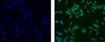 Nestin Monoclonal Antibody (10C2), Alexa Fluor™ 488, eBioscience™