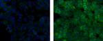 Snail1 Monoclonal Antibody (20C8), Alexa Fluor™ 488, eBioscience™