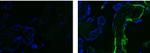 Fibronectin Monoclonal Antibody (FN-3), Alexa Fluor™ 488, eBioscience™