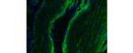 Collagen IV Monoclonal Antibody (1042), Alexa Fluor™ 488, eBioscience™