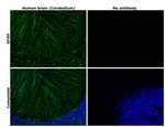 GFAP Antibody in Immunohistochemistry (Paraffin) (IHC (P))