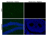 GFAP Antibody in Immunohistochemistry (Paraffin) (IHC (P))
