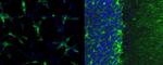GFAP Monoclonal Antibody (GA5), Alexa Fluor™ 488, eBioscience™