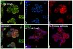 CD227 (Mucin 1) Antibody