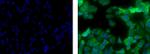 Cytokeratin 19 Monoclonal Antibody (BA17), Alexa Fluor™ 488, eBioscience™