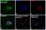 CD19 Monoclonal Antibody (6OMP31), Alexa Fluor™ 488, eBioscience™