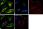 alpha Tubulin Monoclonal Antibody (DM1A), Alexa Fluor™ 488, eBioscience™