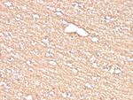 Proteolipid Protein/Myelin PLP Antibody in Immunohistochemistry (Paraffin) (IHC (P))
